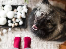 How to teach your dog to fetch. Fun Christmas Games For Your Dog Training Kennel Club
