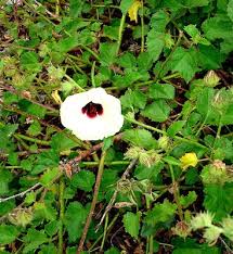 Image result for Hibiscus diversifolius
