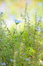Flowers Flowers Beautiful Flowers Wild Flowers Blue Flowers