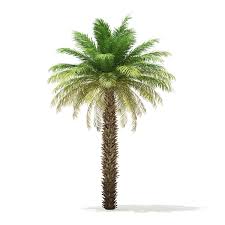 Date Palm Tree 3d Model 7m Date Palm Dates Tree Palm Trees