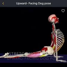 Since the heart constantly pumping blood and sends it to the brain, the headstand yoga allows the heart to rest for a while and lessen. Muscle Motion Yoga Home Facebook