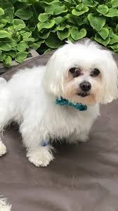 GreenMin Dog Supplement: Calcium & Mineral-Rich Superfood