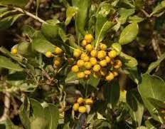 Image result for Pittosporum abyssinicum