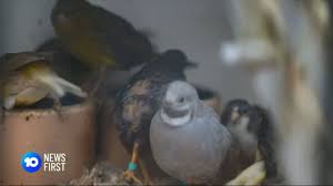 10 News First Queensland Toowoomba Pet Store Raided And Animals Seized Facebook