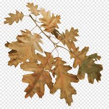 While american black walnut accounts for approximately 85% of our production, we also produce northern and appalachian red oak, white oak, silver leaf soft maple, aromatic red cedar, and ash. Twig Northern Red Oak Willow Oak Birch Tree Tree Maple Leaf Png Pngegg
