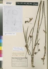 Image result for Eulophia fridericii