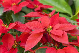 Learn How To Care For Poinsettias Long After The Christmas Season Has Ended Www Suekrider Com Christmas Plants Flower Pot Design Poinsettia Plant