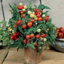 Its foliage dark green and attractive. Micro Tom Tomato