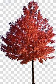 Orange Leafed Tree Red Maple Japanese Maple Sugar Maple Tree Trees Transparent Background Png Clipart Tree Photoshop Tree Textures Watercolor Trees