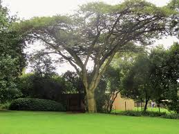 Image result for Acacia sieberiana