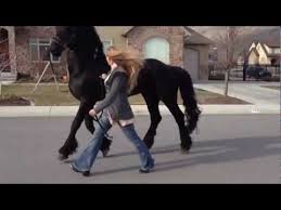 0749477341 subscribe to our channel. Suceava Romania Caii Frizieni De Vanzare Agaclip Make Your Video Clips