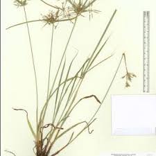 Image result for Cyperus sp.no.7