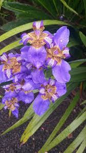 Image result for Indigofera roseo-caerulea