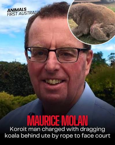 Maurice Molan tied a Koala behind his car and dragged him/her through the  streets of Koirot. A koala. :( Please share, we need a high media coverage  of this and a firm