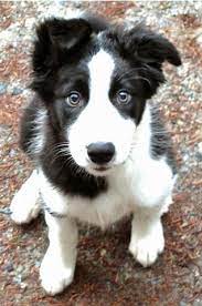 Pin By Gail Hart On Man S Best Friend Puppy Dog Eyes Cute Dogs Cute Puppies