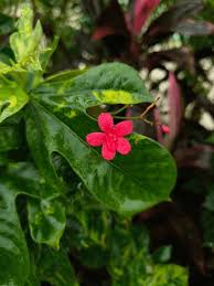 Image result for Crossandra nilotica