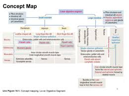 Histology Week 6 Day 2 Flashcards Quizlet