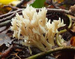 Maybe you would like to learn more about one of these? Clavulina Coralloides Crested Coral Fungus Identification