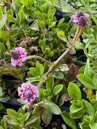 Image result for Lippia