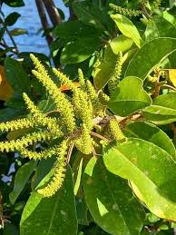 Image result for Excoecaria