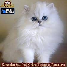 Cara Merawat Kucing Super Manis Di 2020 Kucing