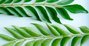Some dishes are light and delicate infusions,orthers are robust and fiery concocitions,all are testimony. Kebaikan Daun Kari Yang Kita Tidak Tahu Khalifah Media