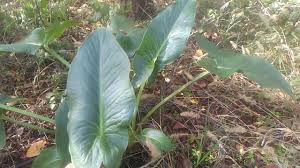 Yilan Yastigi Otunun Yapraklari Faydalari Yilan Yastigi Kabarcik Otunun Bitki Otlar Yaprak