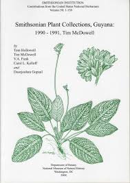 Image result for Spermacoce sphaerostigma