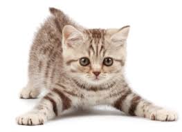 Kucing akan keliru jika anda kerap mengalihkan 'litter box' nya. Petua Elak Kucing Berak