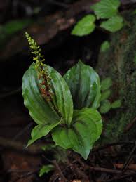 Image result for Malaxis schliebenii