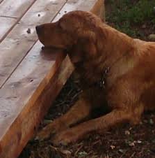 Golden retriever puppies for sale in washington. Springdale Washington Golden Retrievers Home Facebook
