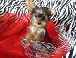 If you already have a teacup yorkie, please feel free to let us know in the comments box. Gorgeous Teacup Yorkie Puppies For Free Adoption Yorkie Puppy Yorkie Puppies For Adoption Teacup Yorkie Puppy