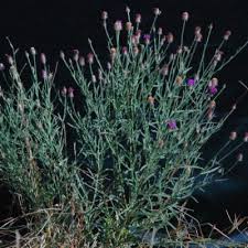 Image result for Vernonia nepetifolia