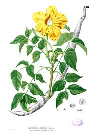 Image result for Markhamia