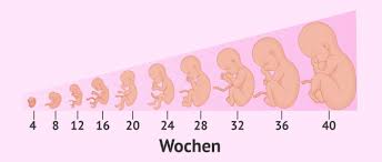 Die ersten anzeichen einer schwangerschaft. Die Schwangerschaft Symptome Und Entwicklung Des Fotus Invitra