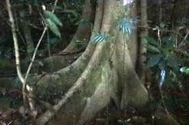 Image result for Newtonia buchananii