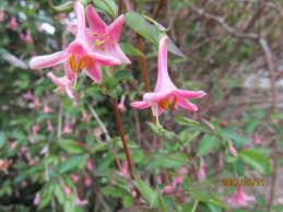 Image result for Laggera gracilis