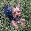 Silky Terrier Puppies for Sale in Massachusetts