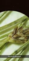 Image result for Eleocharis setifolia