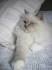 Lilac Ragdoll Cat | Lilac Ragdoll Kittens For Sale USA ...