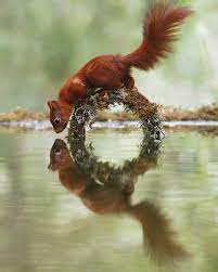 50 Adorably Whimsical Wildlife Photos By Photographer Julian Rad Animalsbay Animal Photography Wildlife Wild Animals Photography Wildlife Photography