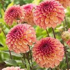 Calendula Seeds Sunset Buff Flower Seeds In Packets Bulk Eden Brothers Spring Flowering Bulbs Bulb Flowers Flower Landscape