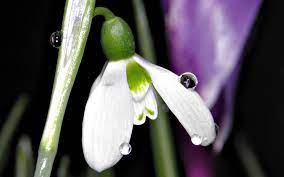 1920x1200 Px Snowdrop Image Desktop By Warrick Bush 1920x1200 Wallpaper Nature Wallpaper Free Wallpaper