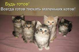 Прикольные картинки с надписями. Фото котиков -