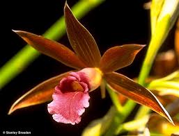 Image result for Phaius occidentalis