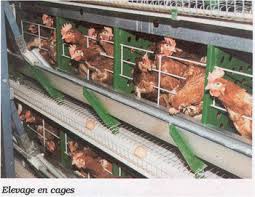 Cdi, cdd, temps partiel, etc. 1 Quels Sont Les Differents Types D Elevages Site Pour Notre Tpe