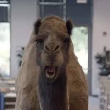A large marjority of our society has this notion, so many would not think to associate a camel with hump day even though it's somewhat clever because a camel has an actual physical hump on its back. Hump Day Camel Hump Day Camel Twitter