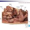 They also do tests to learn if cancer has spread to another part of the body from where it started. 1