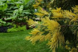 Image result for Calocedrus decurrens