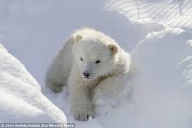 Busty amateur kalis play with her favorite toy. Orphaned Polar Bear Makes Friends With Some Cuddly Toys In His Enclosure Daily Mail Online